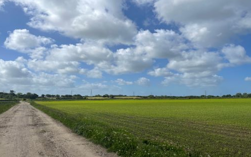 Dirt road alongside green fields under a partly cloudy blue sky